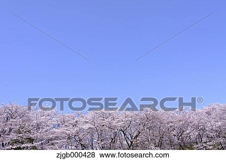 Cherry blossoms and blue sky View Large Photo Image Stock Photo - Cherry blossoms and blue sky. Fotosearch