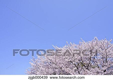 Cherry blossoms and blue sky View Large Photo Image Stock Photo - Cherry blossoms and blue sky. Fotosearch