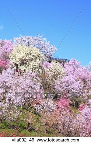 Cherry blossoms and blue sky View Large Photo Image Stock Photograph - Cherry blossoms and blue sky. Fotosearch