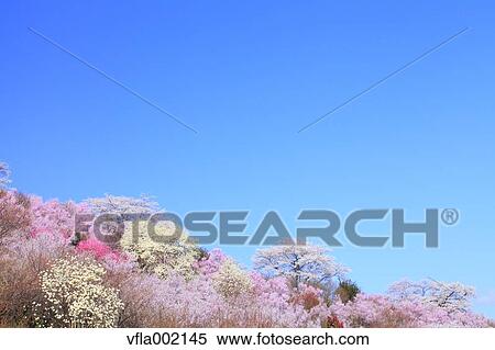 Cherry blossoms and blue sky View Large Photo Image Stock Photography - Cherry blossoms and blue sky. Fotosearch