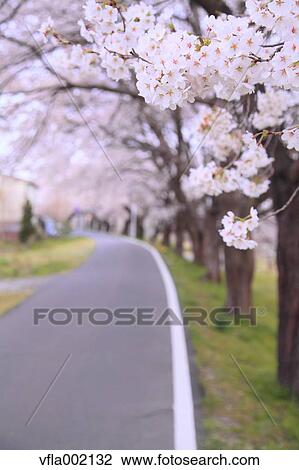 Cherry blossoms and road View Large Photo Image Stock Image - Cherry blossoms and road. Fotosearch