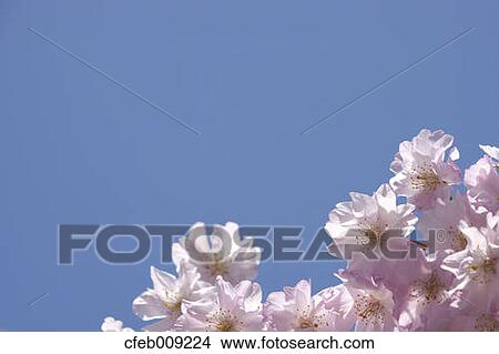 Cherry blossoms and sky View Large Photo Image Picture - Cherry blossoms and sky. Fotosearch