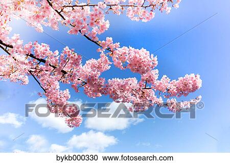 Stock Image - Cherry blossoms and sky. Fotosearch