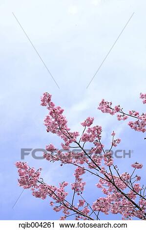 Stock Image - Cherry blossoms and sky. Fotosearch