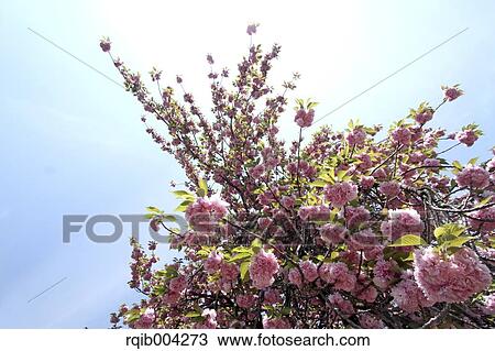 Stock Image - Cherry blossoms and sky. Fotosearch