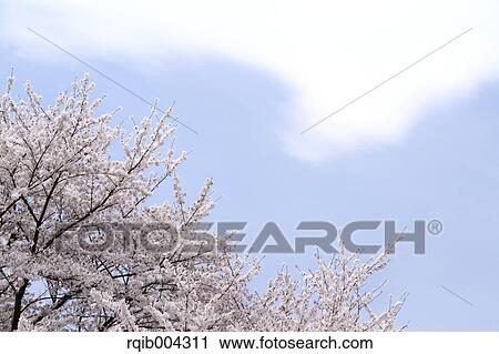 Cherry blossoms and sky View Large Photo Image Stock Image - Cherry blossoms and sky. Fotosearch