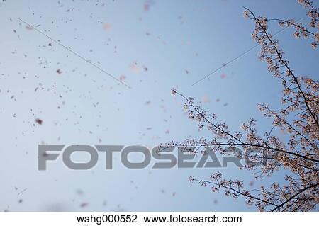 Cherry blossoms and sky View Large Photo Image Stock Image - Cherry blossoms and sky. Fotosearch