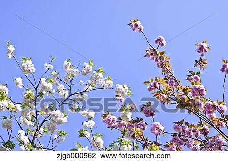 Stock Image - Cherry blossoms and sky. Fotosearch