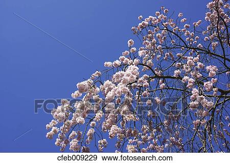 Cherry blossoms and sky View Large Photo Image Stock Photo - Cherry blossoms and sky. Fotosearch
