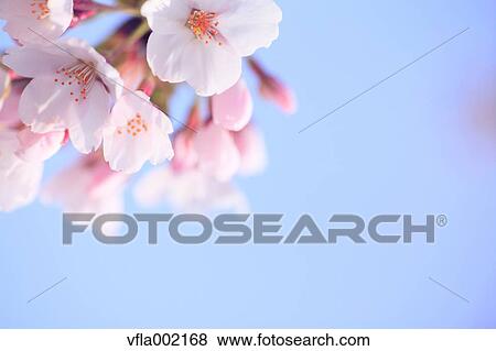 Cherry blossoms and sky View Large Photo Image Stock Photo - Cherry blossoms and sky. Fotosearch