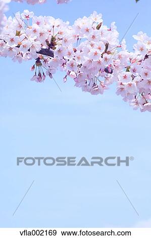 Cherry blossoms and sky View Large Photo Image Stock Photo - Cherry blossoms and sky. Fotosearch
