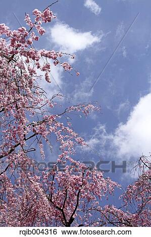 Cherry blossoms and sky View Large Photo Image Stock Photograph - Cherry blossoms and sky. Fotosearch