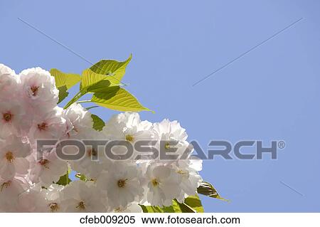 Cherry blossoms and sky View Large Photo Image Stock Photography - Cherry blossoms and sky. Fotosearch