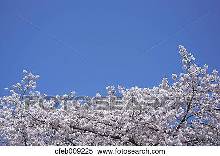 Cherry blossoms and sky View Large Photo Image Stock Photography - Cherry blossoms and sky. Fotosearch