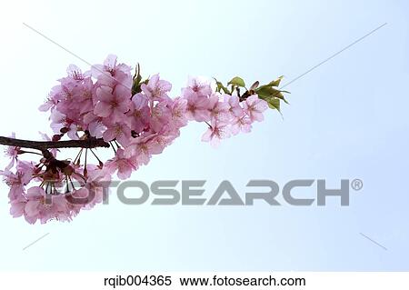 Stock Photography - Cherry blossoms and sky. Fotosearch