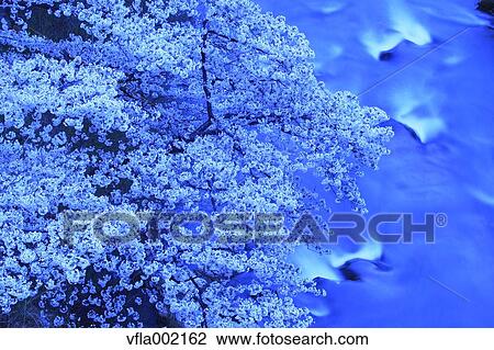 Cherry blossoms and water stream View Large Photo Image Stock Image - Cherry blossoms and water stream. Fotosearch