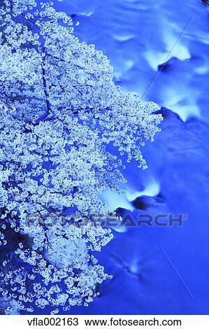 Cherry blossoms and water stream View Large Photo Image Stock Image - Cherry blossoms and water stream. Fotosearch