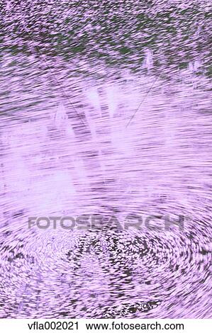 Cherry blossoms in a water stream View Large Photo Image Stock Image - Cherry blossoms in a water stream. Fotosearch