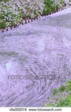 Stock Photo - Cherry blossoms in a water stream. Fotosearch