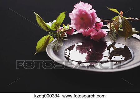 Picture - Cherry blossoms on a plate. Fotosearch
