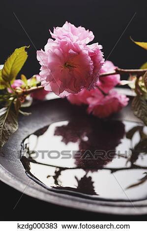 Stock Image - Cherry blossoms on a plate. Fotosearch