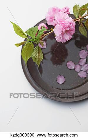Stock Image - Cherry blossoms on a plate. Fotosearch