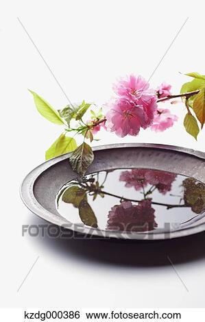 Stock Photograph - Cherry blossoms on a plate. Fotosearch
