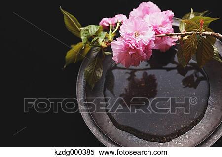 Stock Photography - Cherry blossoms on a plate. Fotosearch