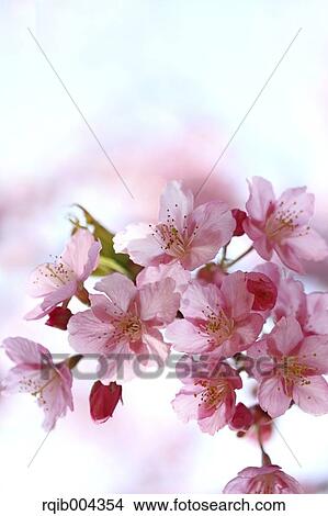 Cherry blossoms View Large Photo Image Picture - Cherry blossoms. Fotosearch