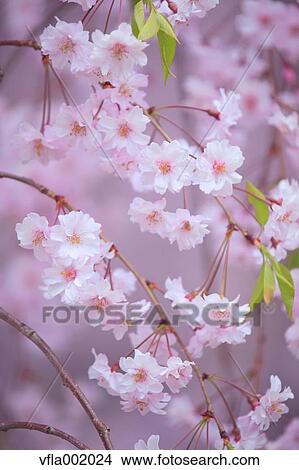 Cherry blossoms View Large Photo Image Picture - Cherry blossoms. Fotosearch
