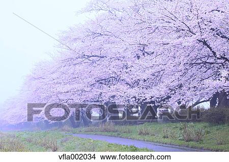 Cherry blossoms View Large Photo Image Picture - Cherry blossoms. Fotosearch