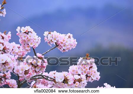 Cherry blossoms View Large Photo Image Picture - Cherry blossoms. Fotosearch