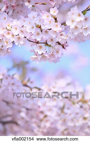 Cherry blossoms View Large Photo Image Picture - Cherry blossoms. Fotosearch