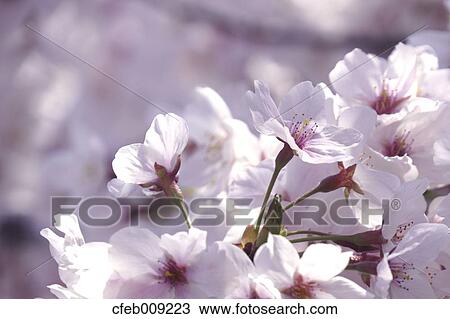 Cherry blossoms View Large Photo Image Stock Image - Cherry blossoms. Fotosearch
