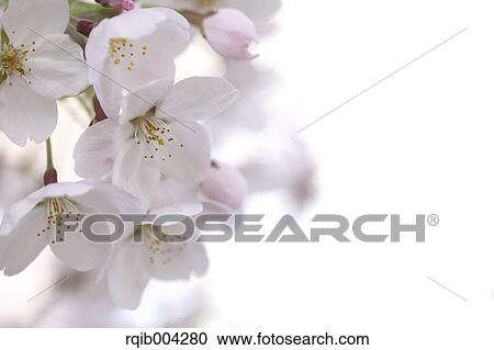 Cherry blossoms View Large Photo Image Stock Image - Cherry blossoms. Fotosearch