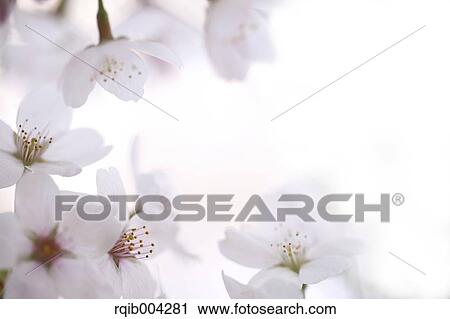 Stock Image - Cherry blossoms. Fotosearch