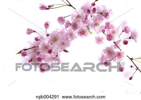 Stock Image - Cherry blossoms. Fotosearch
