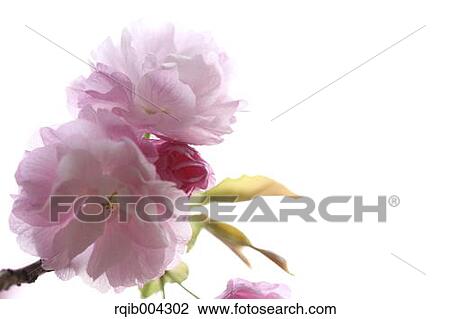 Cherry blossoms View Large Photo Image Stock Image - Cherry blossoms. Fotosearch