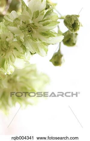 Stock Image - Cherry blossoms. Fotosearch