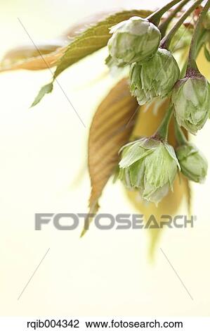 Stock Image - Cherry blossoms. Fotosearch