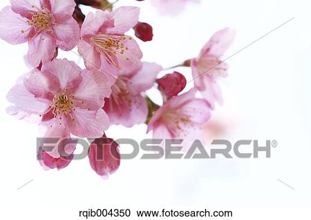 Cherry blossoms View Large Photo Image Stock Image - Cherry blossoms. Fotosearch