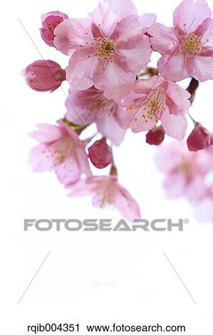 Stock Image - Cherry blossoms. Fotosearch