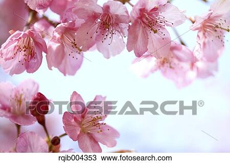 Stock Image - Cherry blossoms. Fotosearch