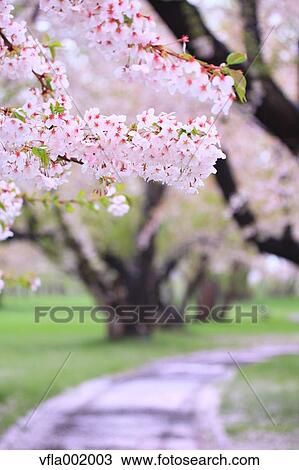Cherry blossoms View Large Photo Image Stock Image - Cherry blossoms. Fotosearch