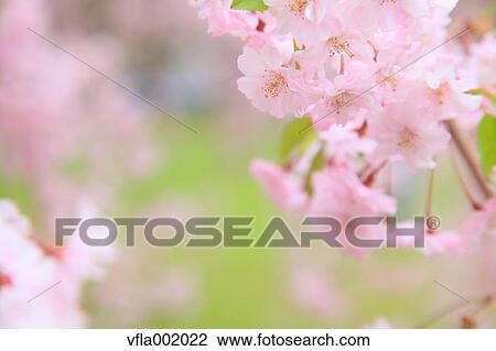 Cherry blossoms View Large Photo Image Stock Image - Cherry blossoms. Fotosearch