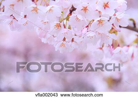 Cherry blossoms View Large Photo Image Stock Image - Cherry blossoms. Fotosearch