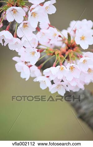 Cherry blossoms View Large Photo Image Stock Image - Cherry blossoms. Fotosearch