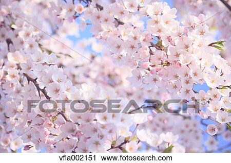 Cherry blossoms View Large Photo Image Stock Image - Cherry blossoms. Fotosearch