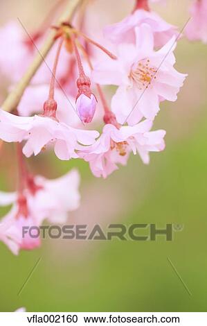 Stock Image - Cherry blossoms. Fotosearch