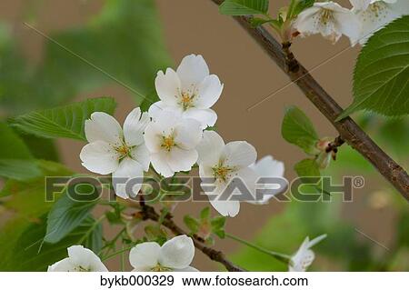 Cherry blossoms View Large Photo Image Stock Photo - Cherry blossoms. Fotosearch